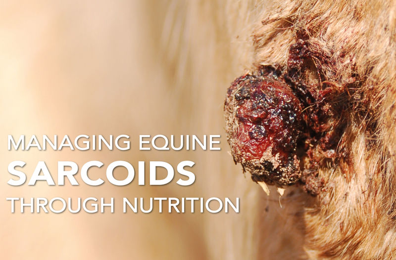 Managing Equine Sarcoids Through Nutrition - Equine Science Matters™